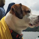 Image from Twitter account @OliverBarkBark